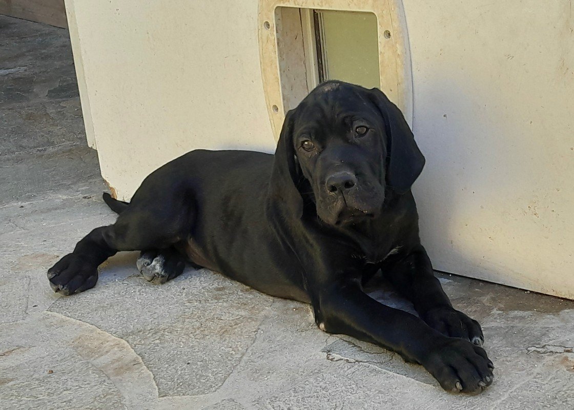 Cooper