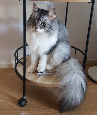 Noa
