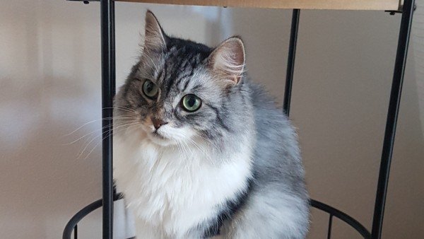 Noa