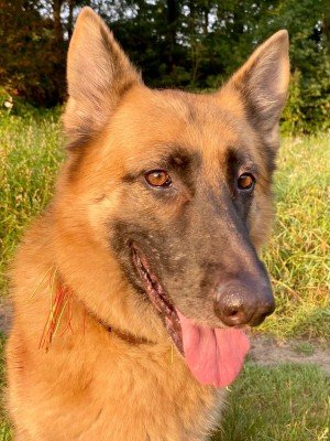 Laika