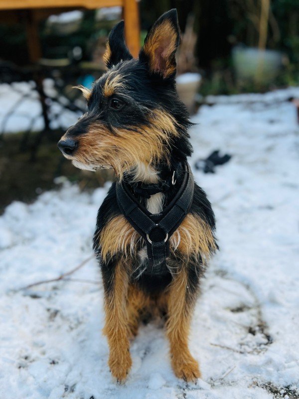 Boy