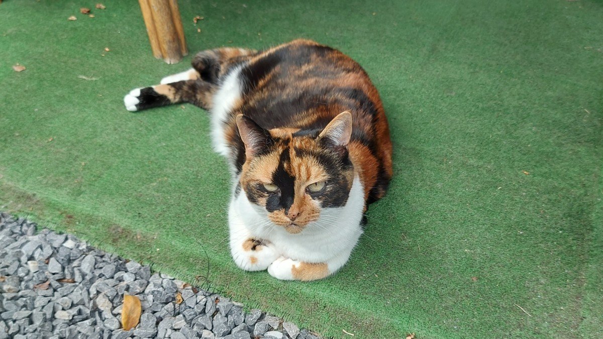 Daisy