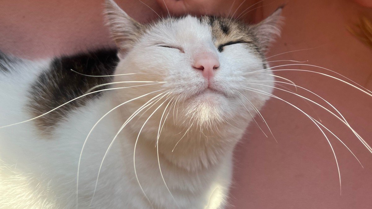 Lulu