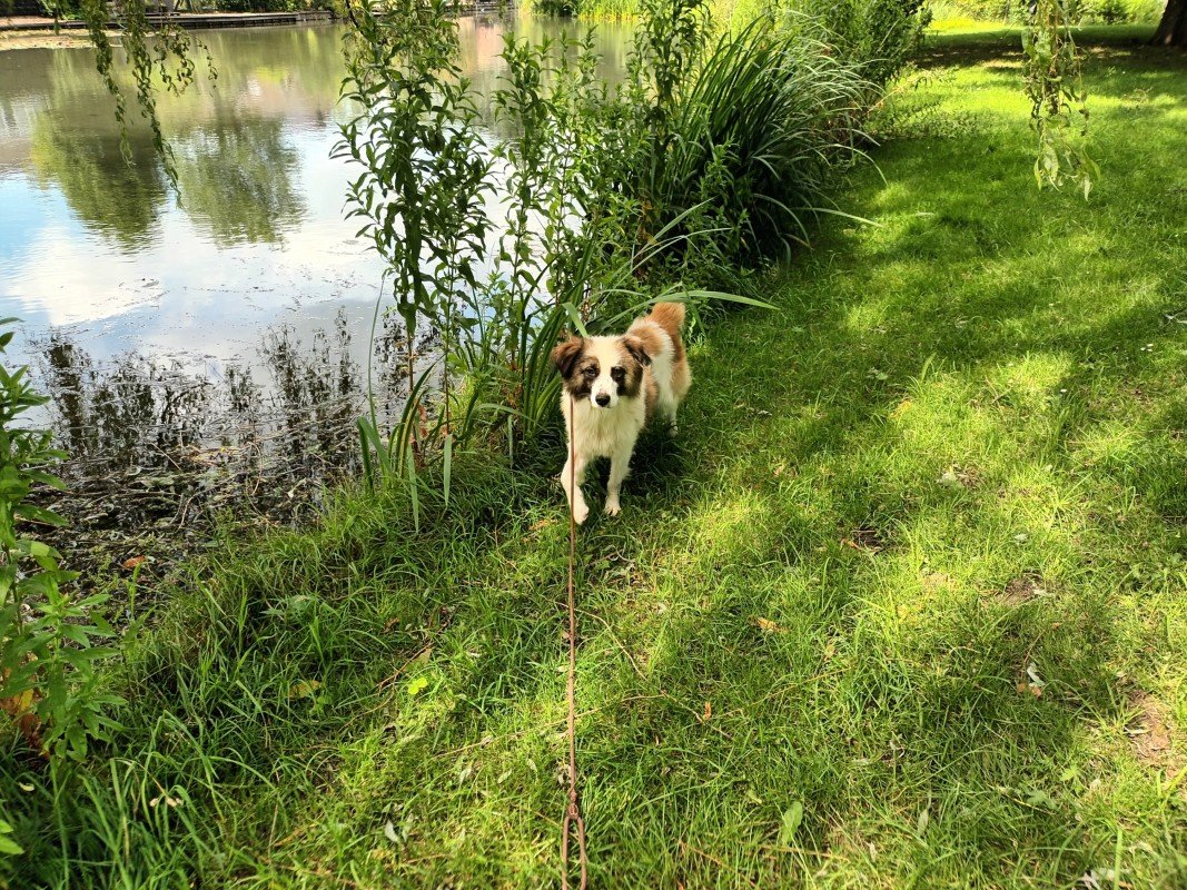 Boy