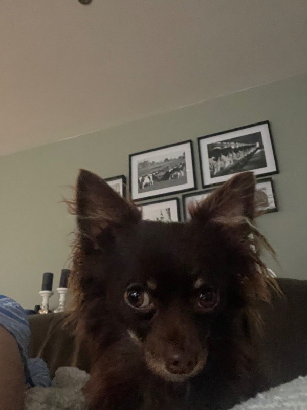 Balou