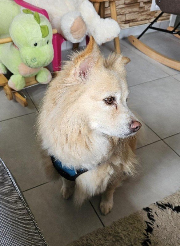 Pompie
