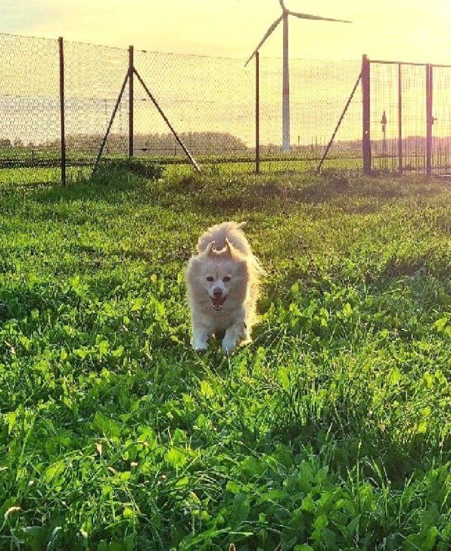 Pompie