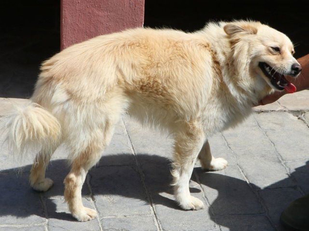 Pompie