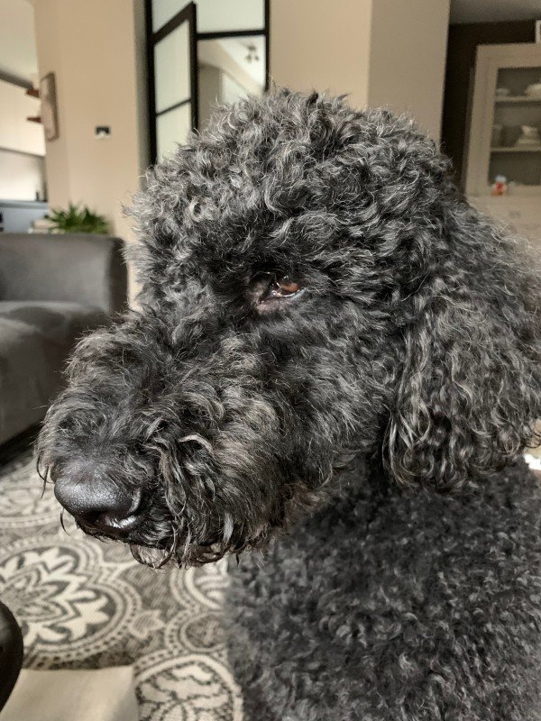 Bob