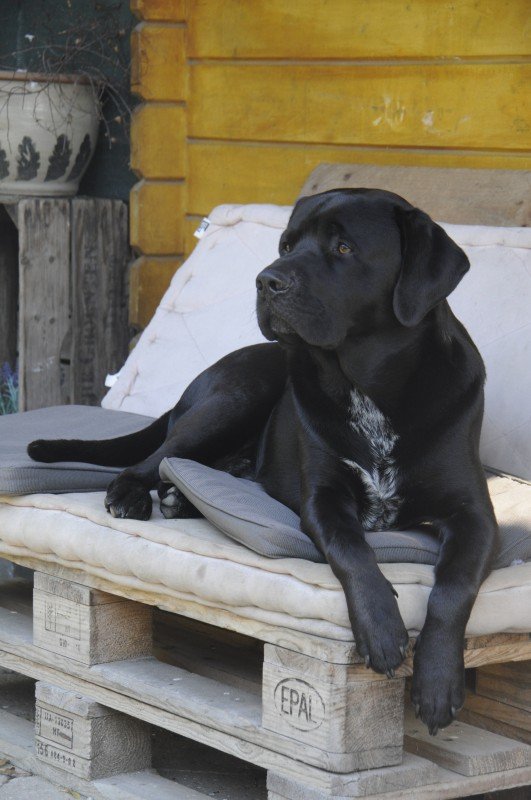 Loetje