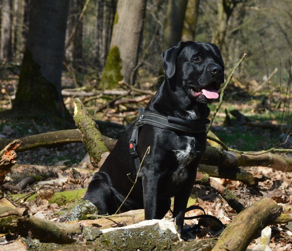 Loetje