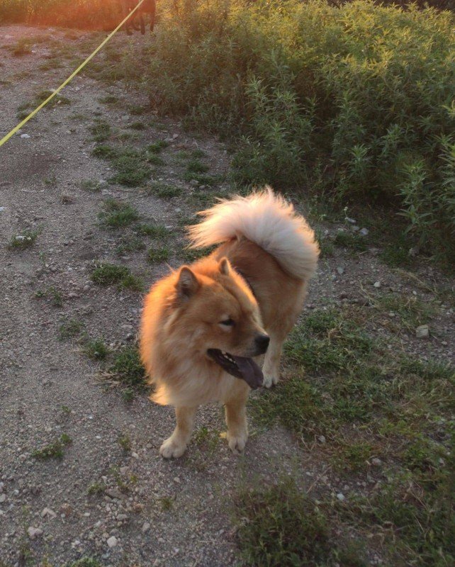 Kuma