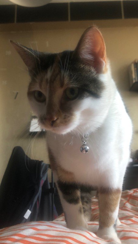 Coco