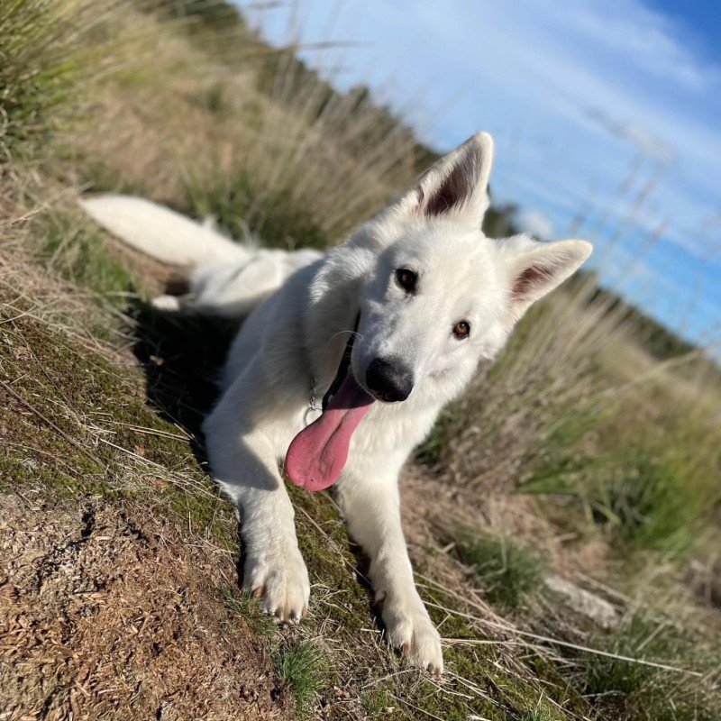 Luca