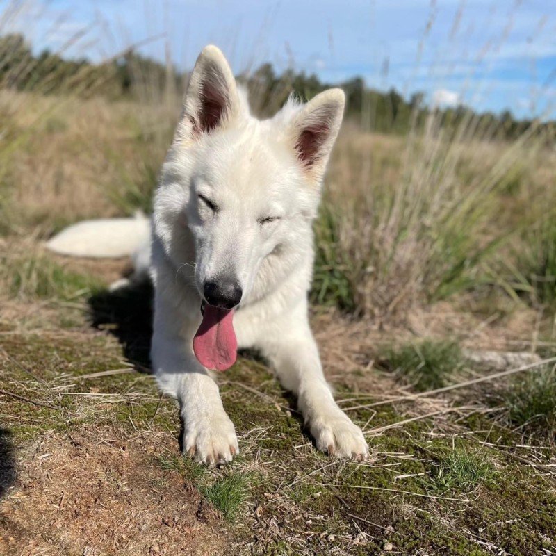 Luca
