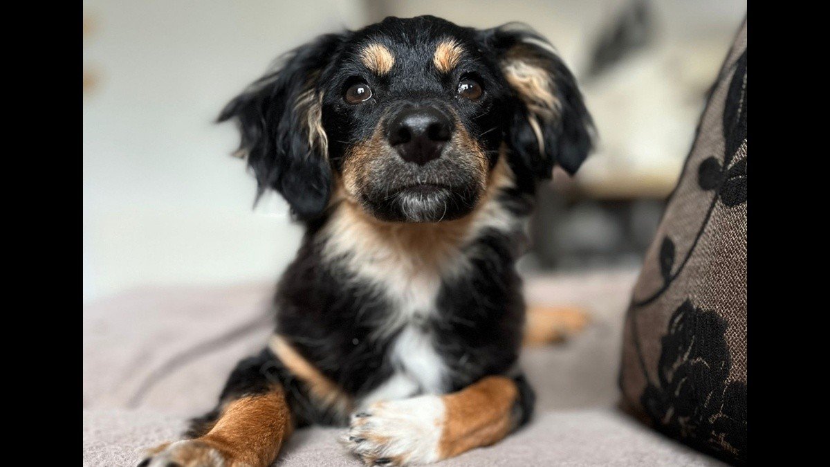 Alfie
