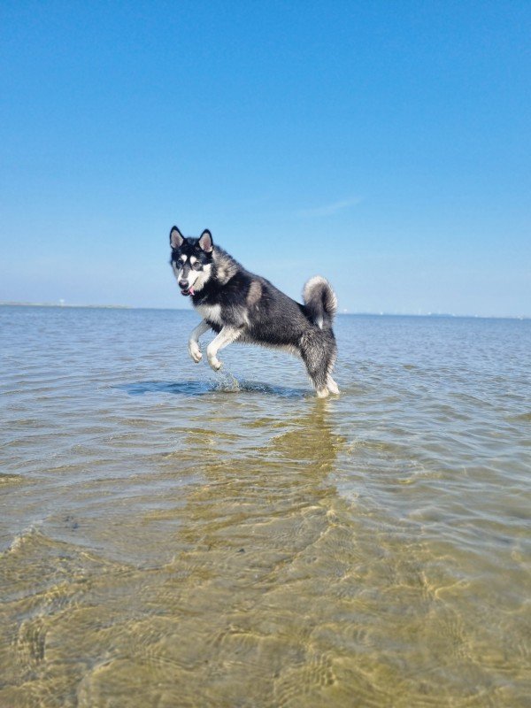 Ayka
