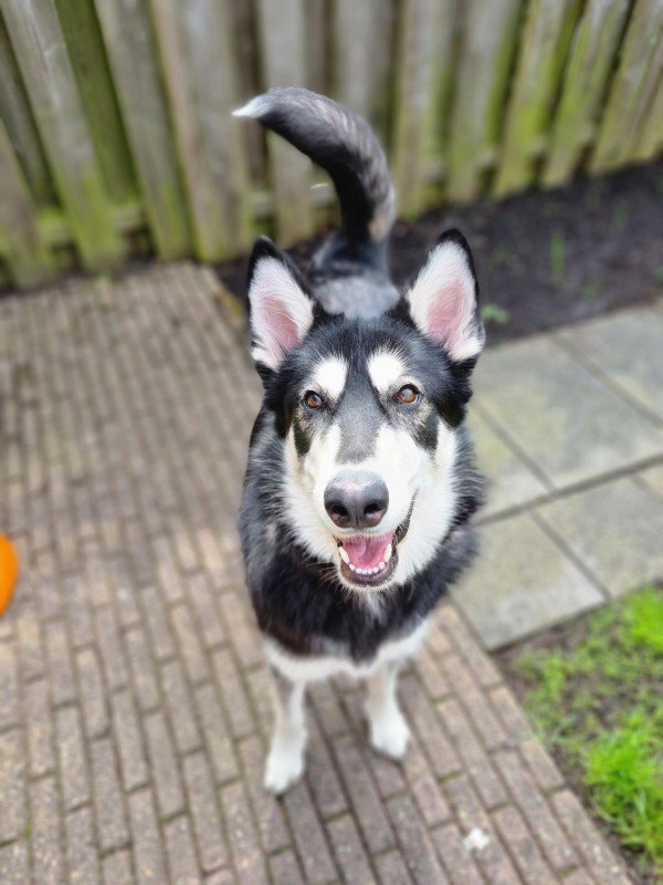 Ayka