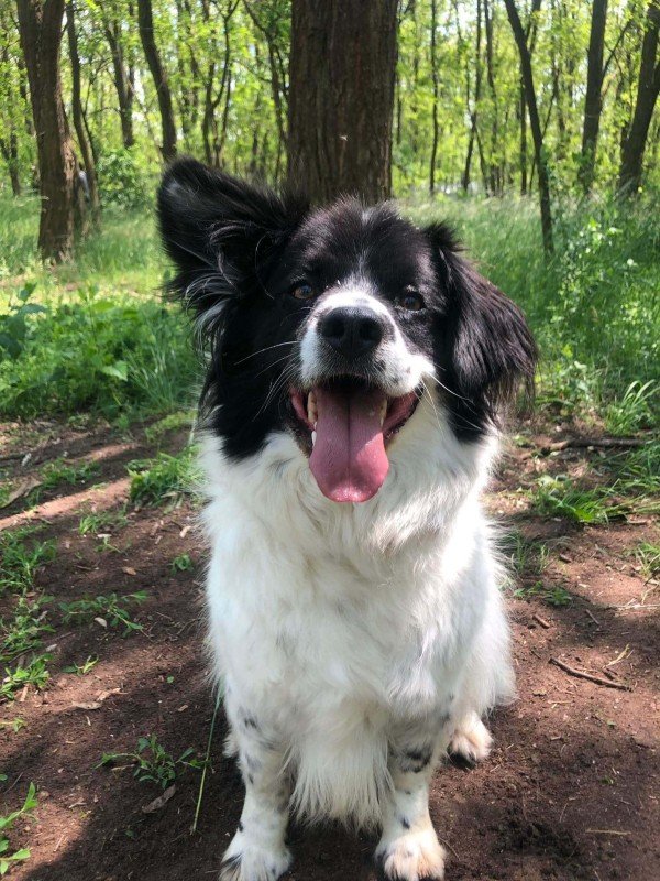 Otto