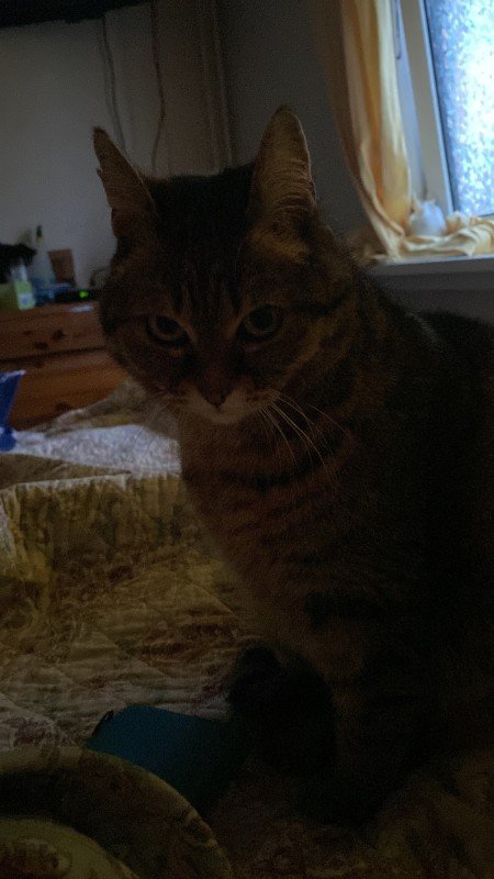 Gypsie