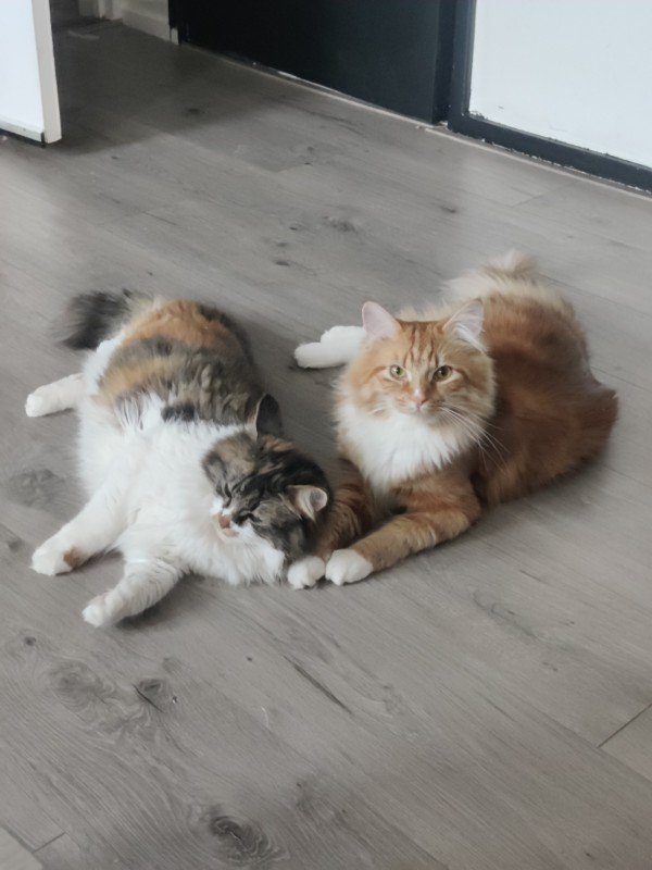 Simba