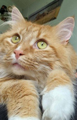 Simba