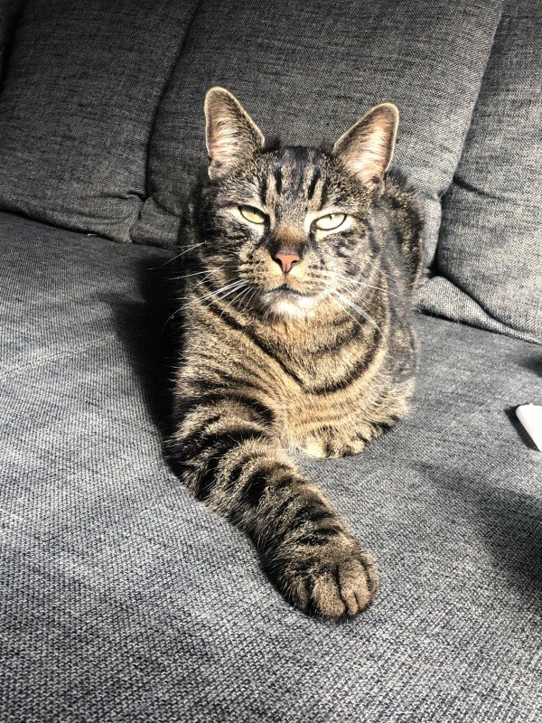 Diesel