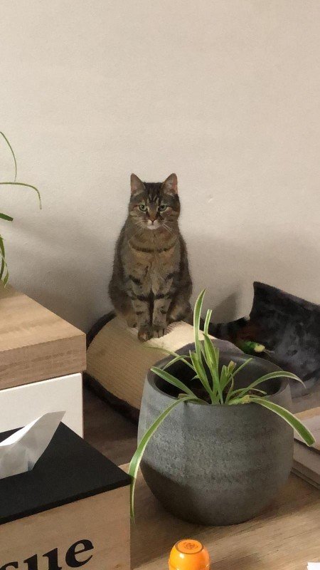 Nova