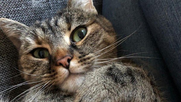 Nova