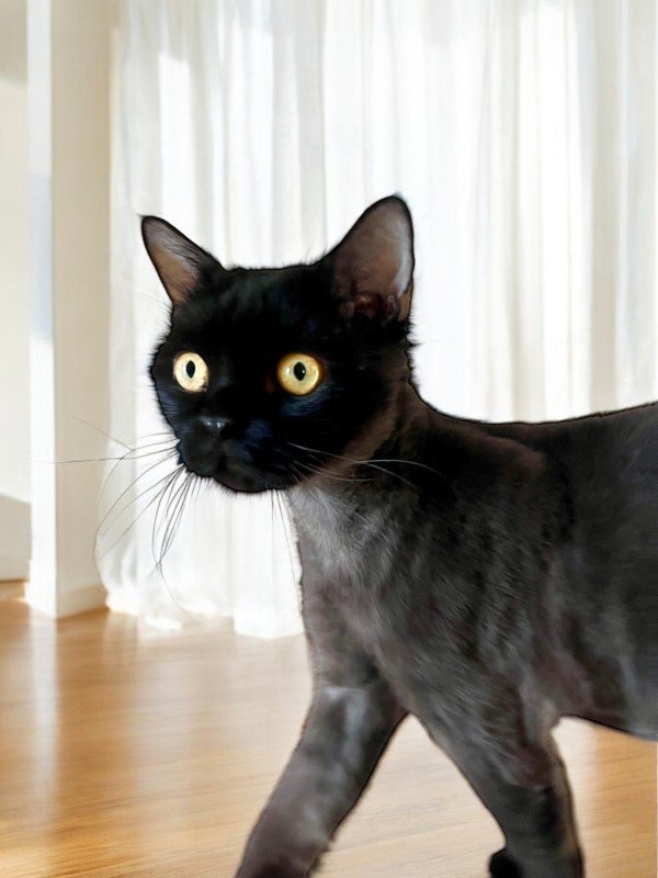Matteo