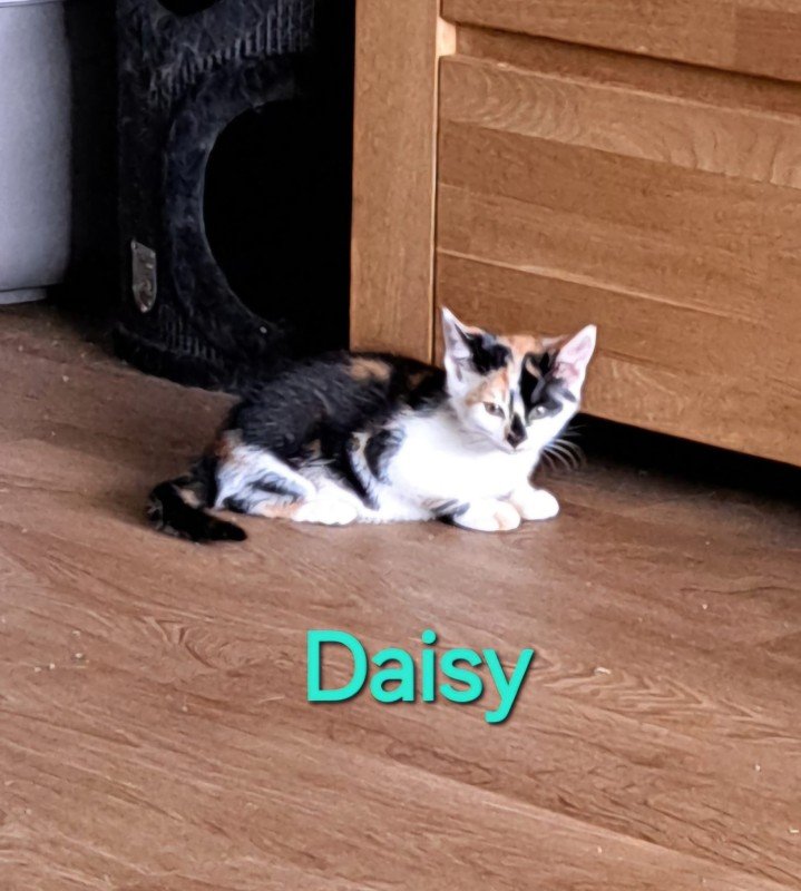 Daisy