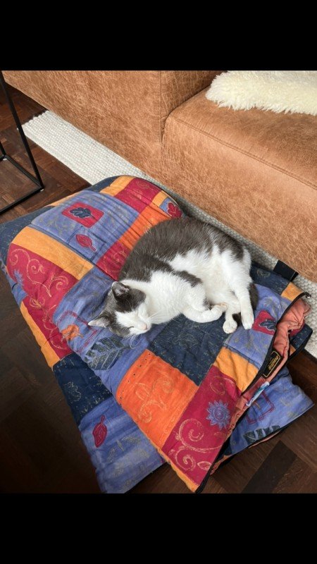 Simba
