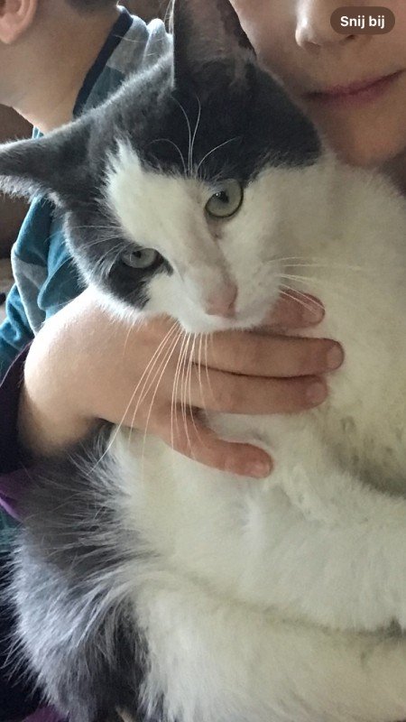 Simba