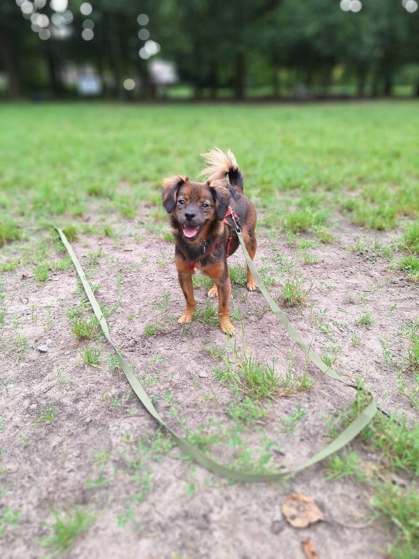 Tara