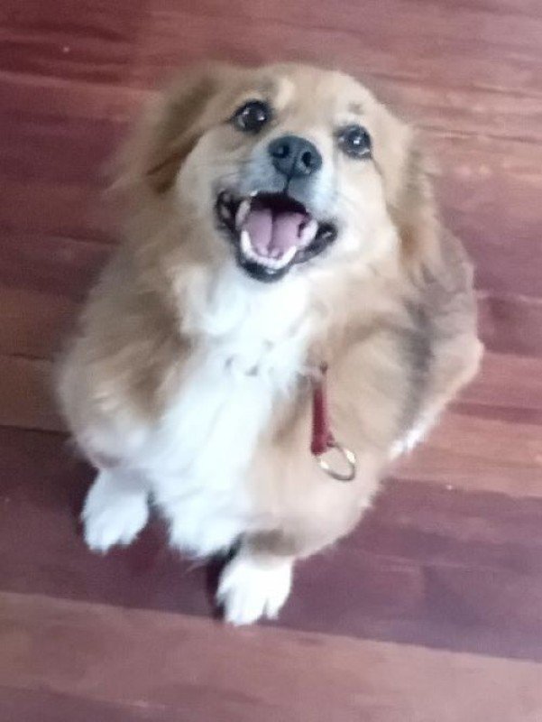 Vossie