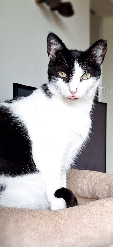 Pebbles
