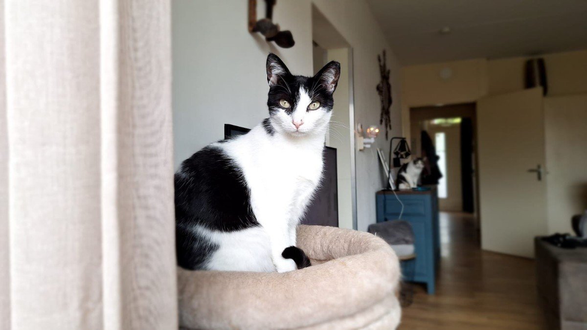 Pebbles