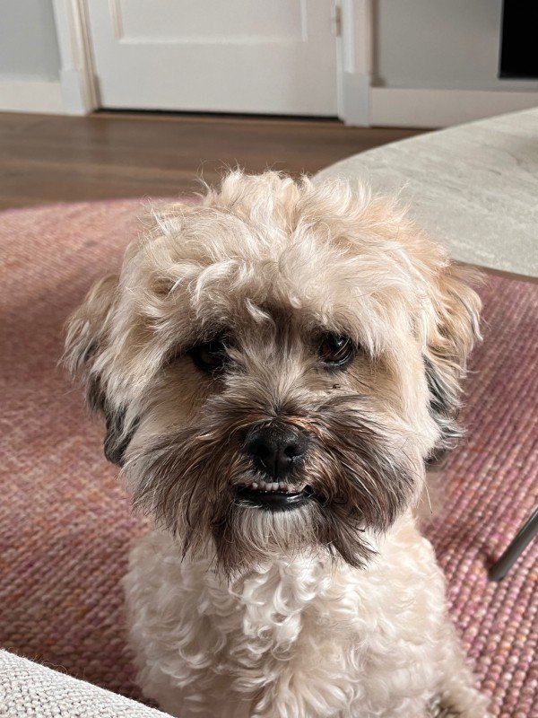 Louwie