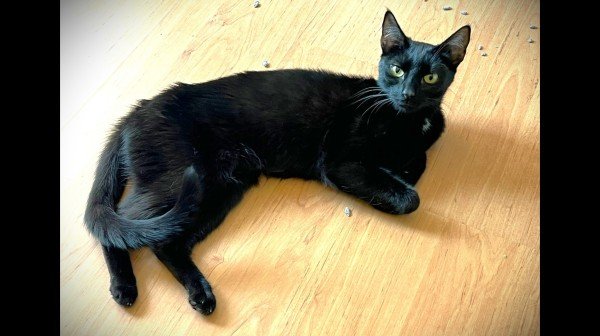 Gato