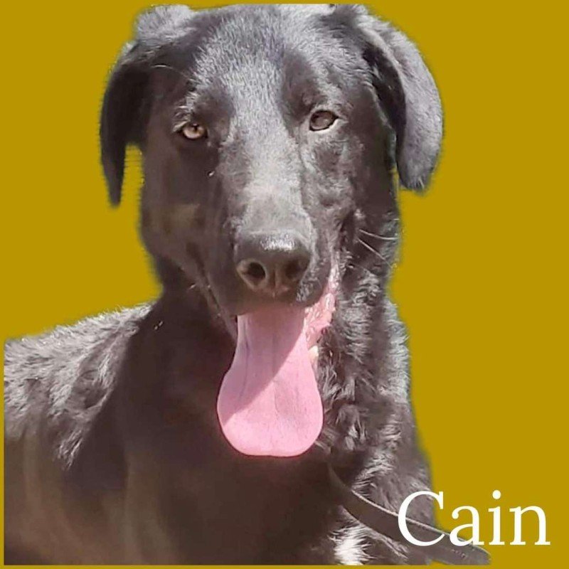 Cain