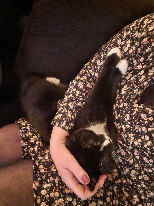 Ollie