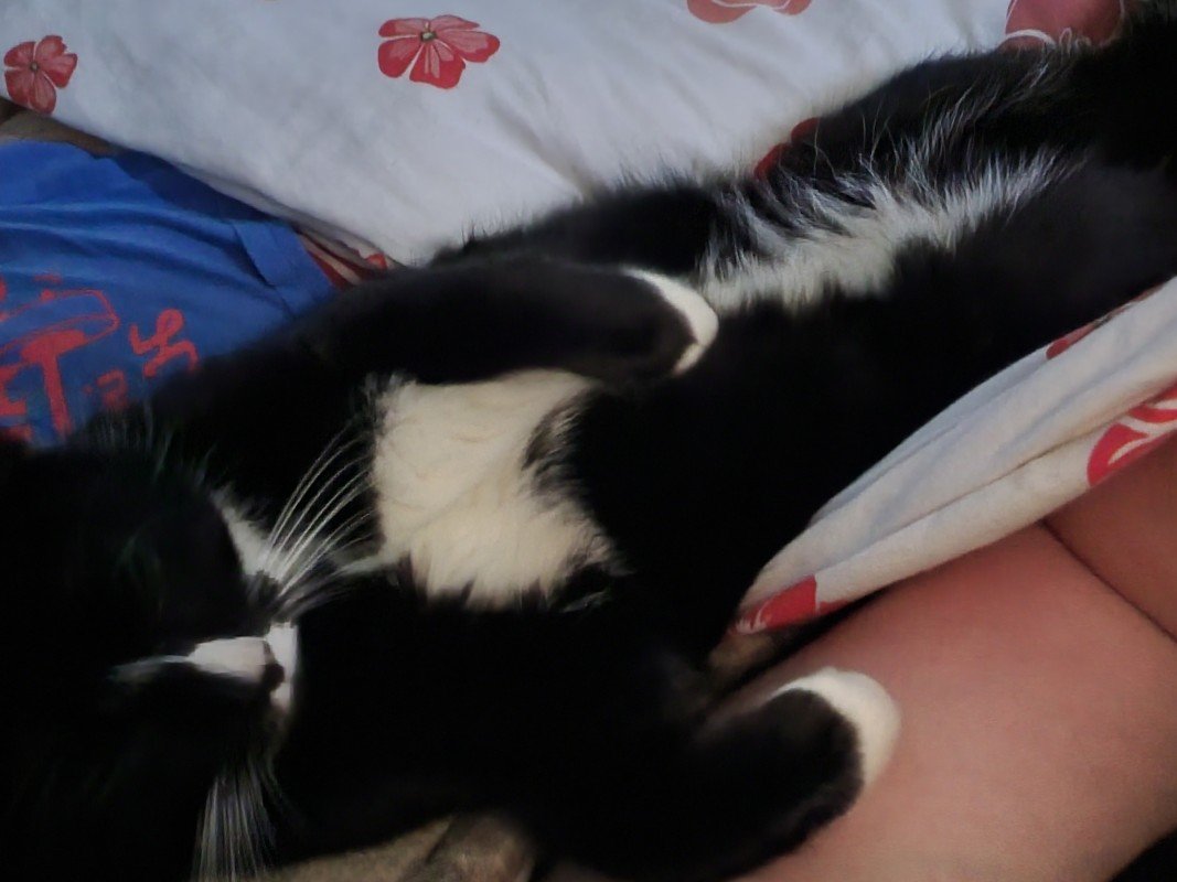 Ollie