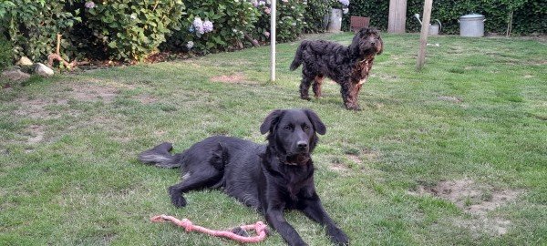 Ziva
