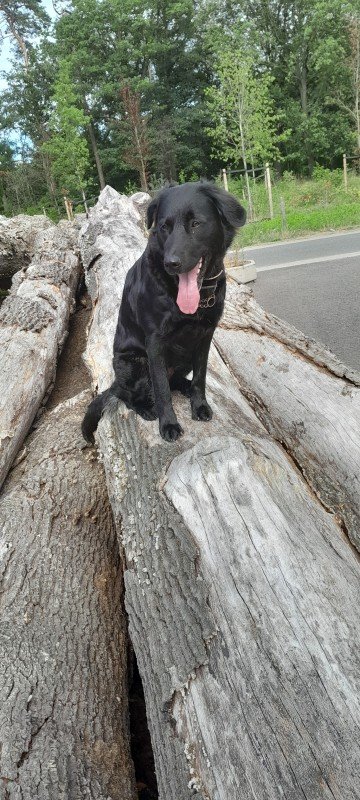Ziva