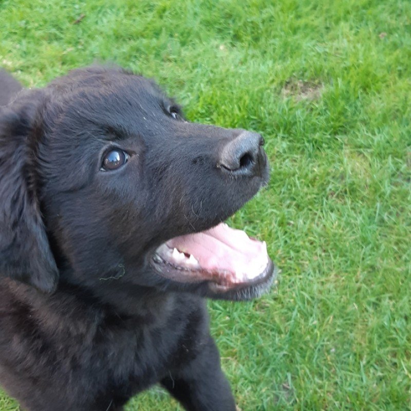 Ziva