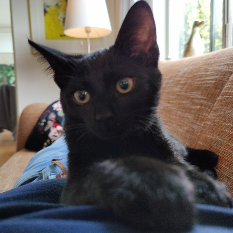 Yoda