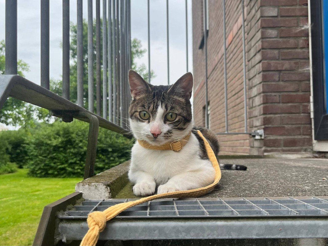 Teun