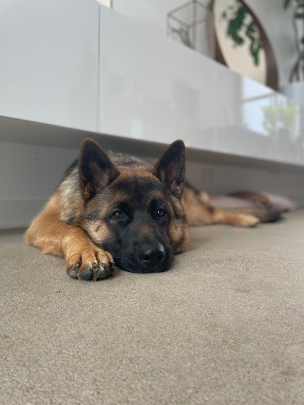 Loki
