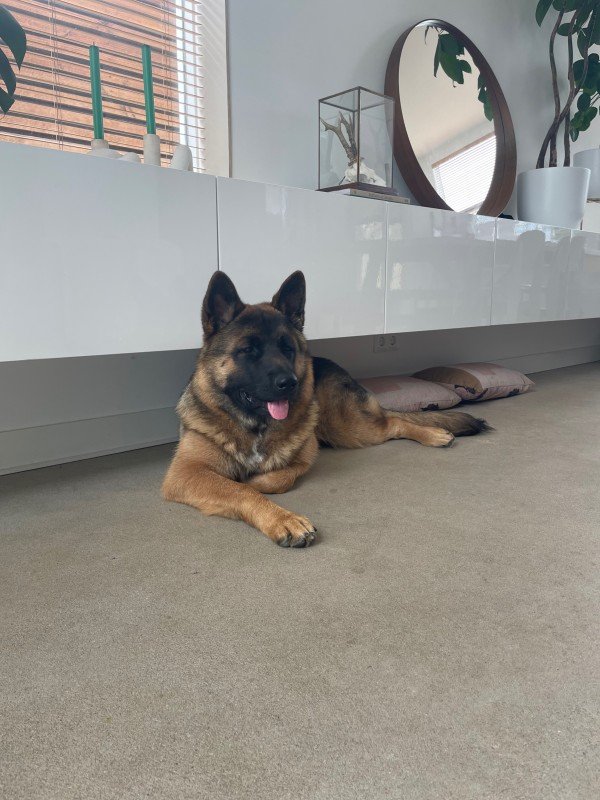Loki