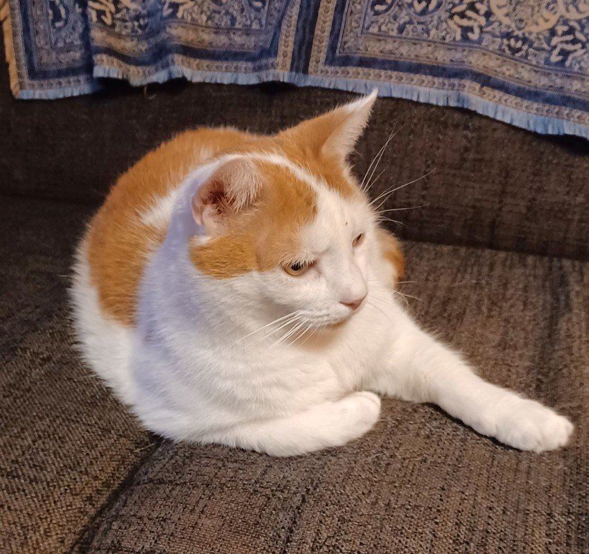 Rambo
